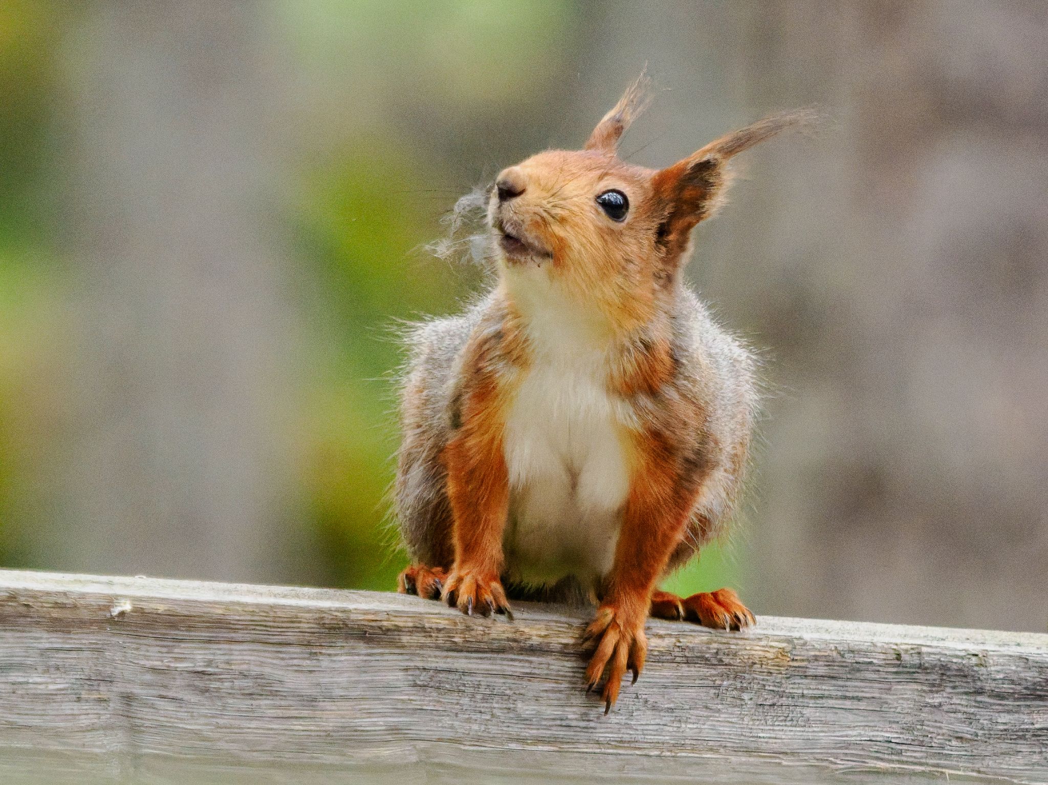 Eichhörnchen
